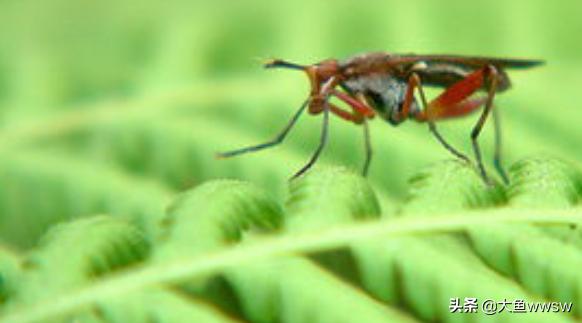 昆虫记简介（昆虫记简介100字左右）