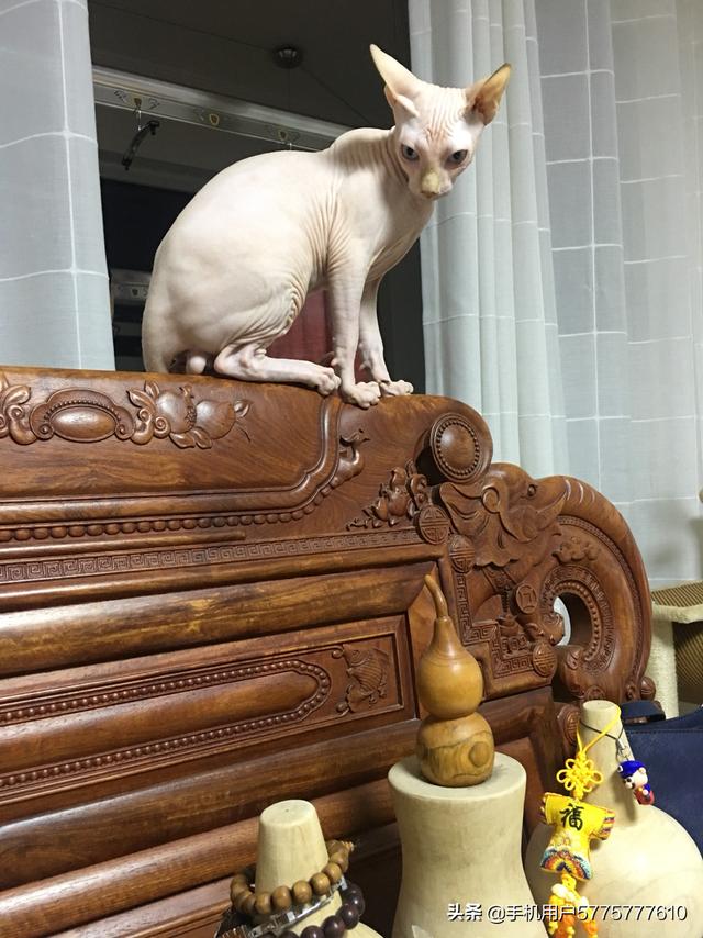 猫的品种价格排行（猫品种价格排序）