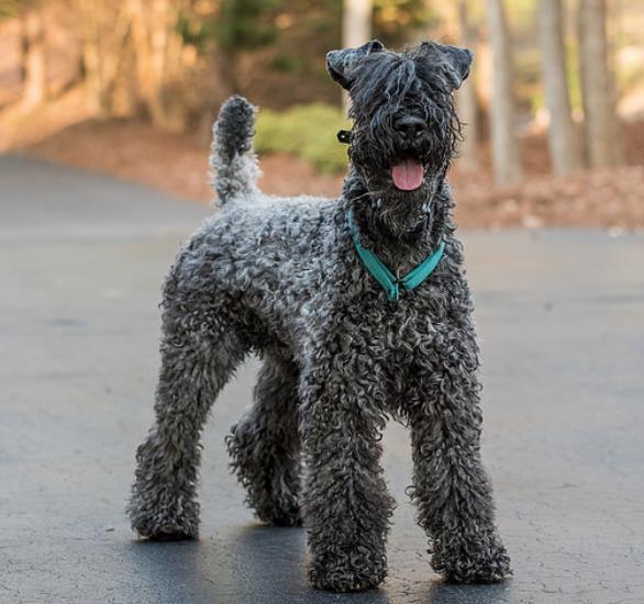 常见宠物狗的品种及图片（常见的宠物狗狗）
