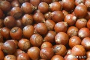 生板栗怎么做好吃（生板栗怎么做好吃又简单的做法）