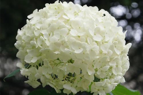 绣球花怎么养家庭养法（绣球花怎么养最好）