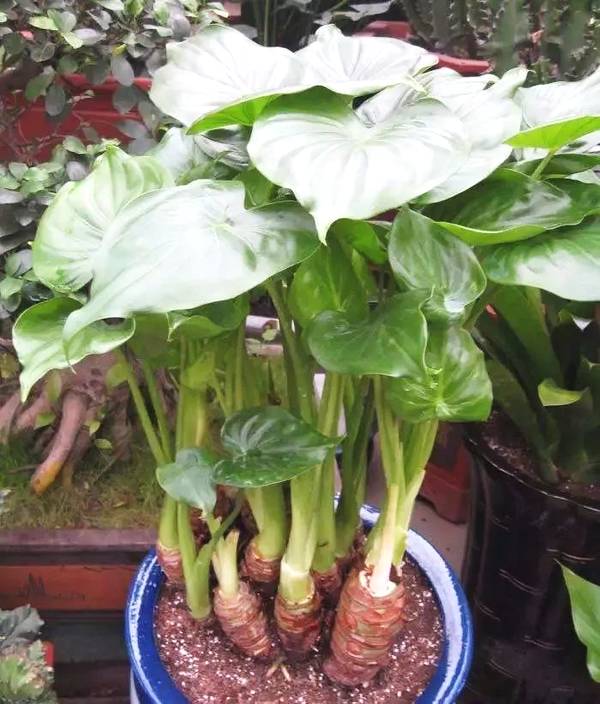 滴水观音图片大全大图（滴水观音的图片大全）