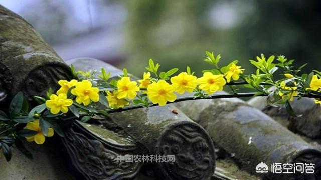 春天的古诗大全（春天的古诗大全100首）