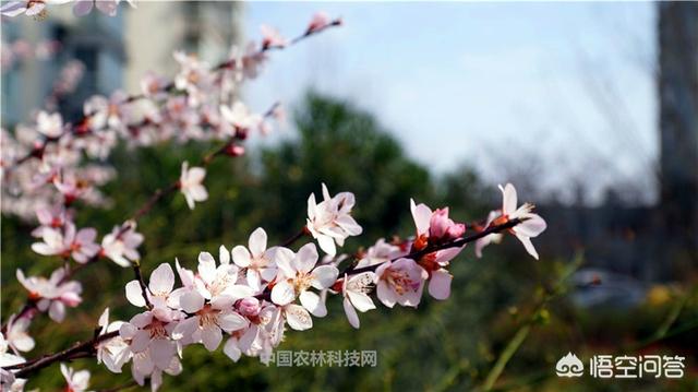 春天的古诗大全（春天的古诗大全100首）