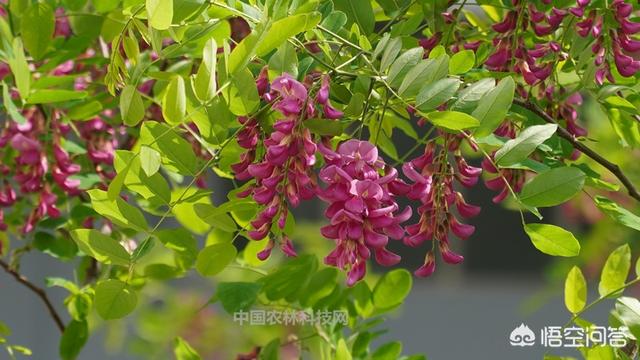 春天的古诗大全（春天的古诗大全100首）