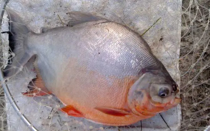 常吃海鱼图片大全大图（常吃海鱼图片大全大图真实）