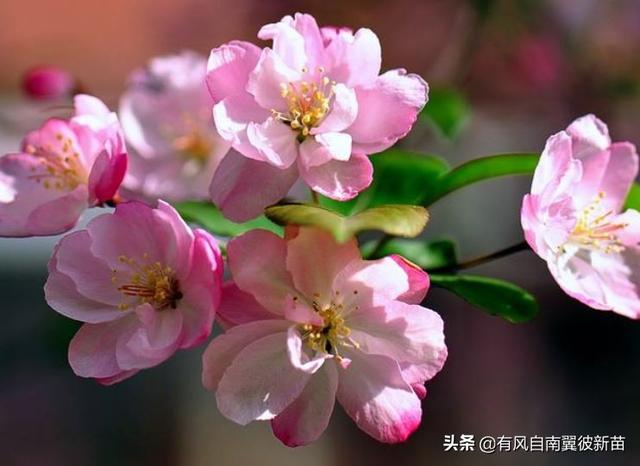 海棠花的花语和寓意（海棠花的象征意义和花语）